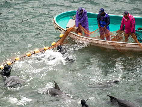 © APA/EPA/Sea Shephered Conservation Society Delfinfänger auf einem Boot