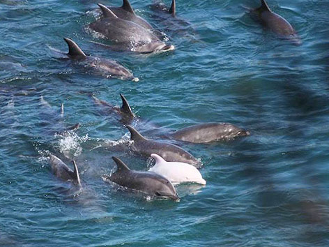 © APA/EPA/Sea Shephered Conservation Society Delfinfänger auf einem Boot