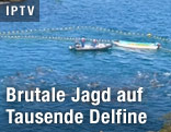 Delfinfänger auf einem Boot