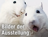 Ratteninstallation der Künstlerin Deborah Sengl