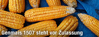 Maiskolben