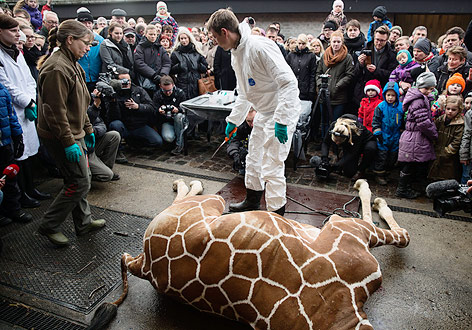 © APA/Scanpix Giraffe