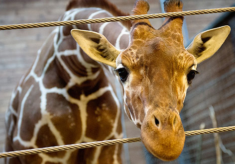 © Reuters/Scanpix Giraffe