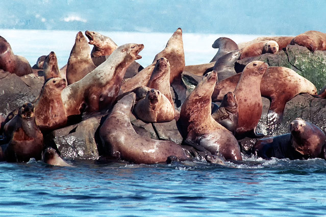 © Reuters/Mike Blake Mit Öl verschmierte Seelöwen sammeln sich nahe Knight Island, Alaska, auf einem Felsen