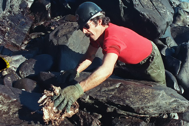 © AP Rick Zufelt aus Soldotna, Alaska, bei den Reinigungsarbeiten nach der Havarie des Öltankers Exxon Valdez