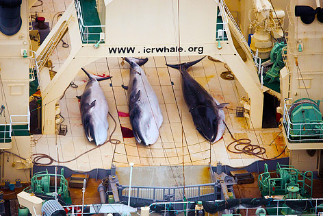 © APA/AP/Tim Watters/Sea Shepherd Australia Wale auf Schiff