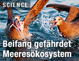 Albatrosse