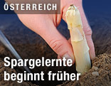 Spargelernte