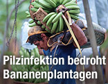 Ein Mann trägt eine Bananenstaude