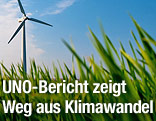 Blick durch Grashalme auf ein Windrad
