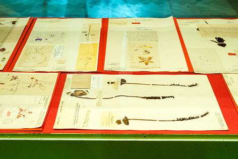 © ORF.at/Zita Köver Ansicht der Ausstelllung "Orchideen" im NHM