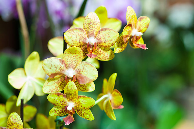 © ORF.at/Zita Köver Orchideen