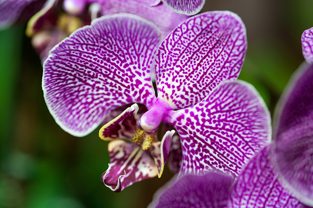 © ORF.at/Zita Köver Orchideen