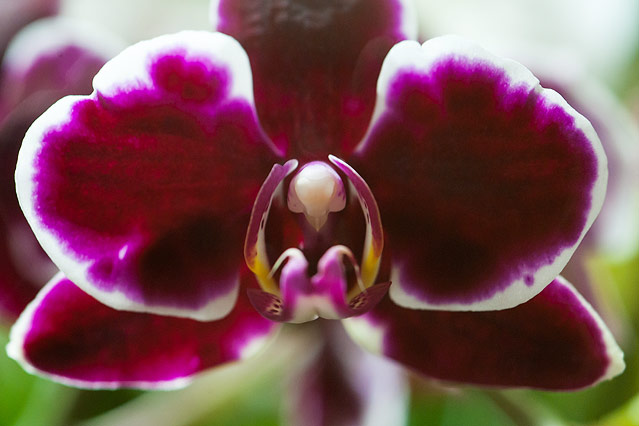 © ORF.at/Zita Köver Orchideen