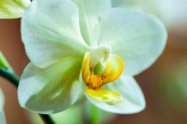 © ORF.at/Zita Köver Orchideen