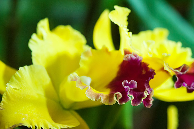 © ORF.at/Zita Köver Orchideen