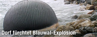 Aufgeblähter Blauwal-Kadaver an der Küste
