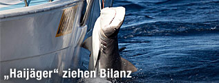 Ein gefangener hai wird auf ein Boot gezogen