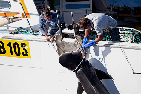 © APA/EPA/Sea Shepherd Australia Ein gefangender Hai wird in ein Boot gezogen