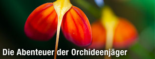 Masdevallia Ignea aus der Familie der Orchideen