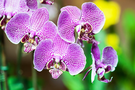 © ORF.at/Zita Köver Blüte einer Orchidee