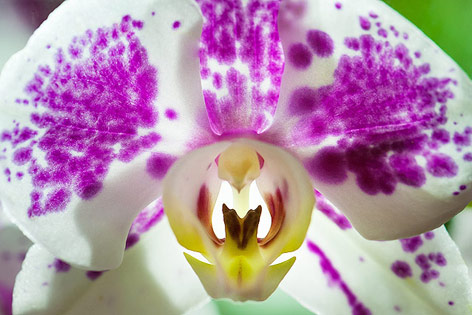 © ORF.at/Zita Köver Blüte einer Orchidee