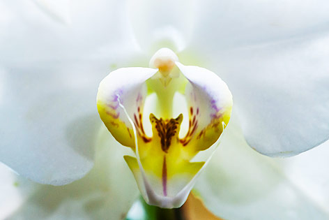 © ORF.at/Zita Köver Blüte einer Orchidee