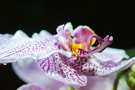 © ORF.at/Zita Köver Blüte einer Orchidee