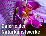 Blüte einer Orchidee