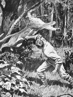 © Adolf Sasche/Repro ORF.at/Dominique Hammer Illustration eines Orchideenjägers der gegen einem Puma kämpft