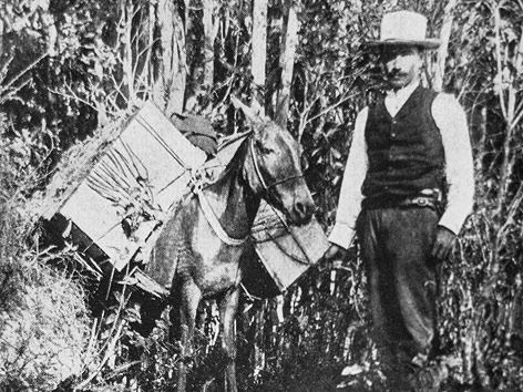 © Adolf Sasche/Repro ORF.at/Dominique Hammer Orchideenjäger mit Packesel in Kolumbien