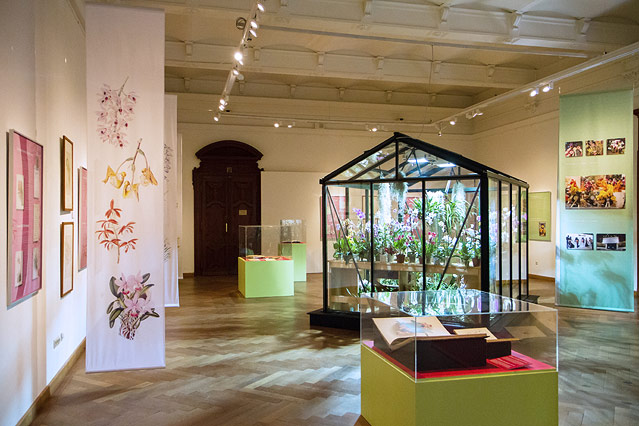 © ORF.at/Zita Köver Ansicht der Ausstelllung "Orchideen" im NHM