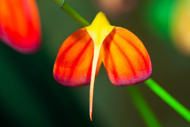 © ORF.at/Zita Köver Orchideenblüte