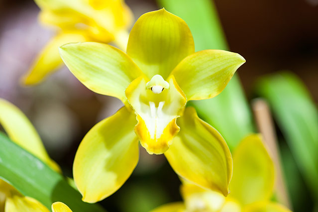 © ORF.at/Zita Köver Orchideenblüte