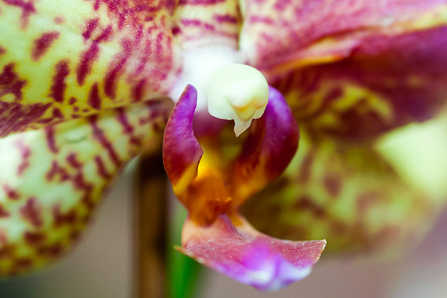 © ORF.at/Zita Köver Orchideenblüte