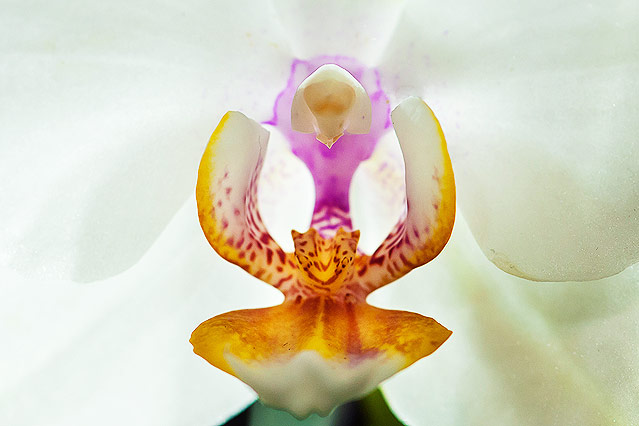 © ORF.at/Zita Köver Orchideenblüte