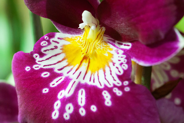 © ORF.at/Zita Köver Orchideenblüte