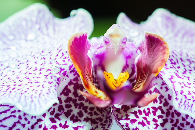 © ORF.at/Zita Köver Orchideenblüte