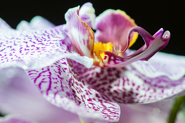 © ORF.at/Zita Köver Orchideenblüte
