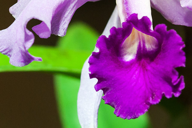 © ORF.at/Zita Köver Orchideenblüte