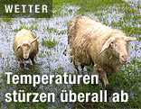 Zwei Schafe