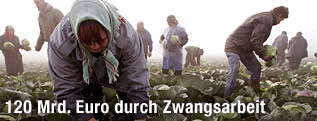 Kohl pflückende Feldarbeiter
