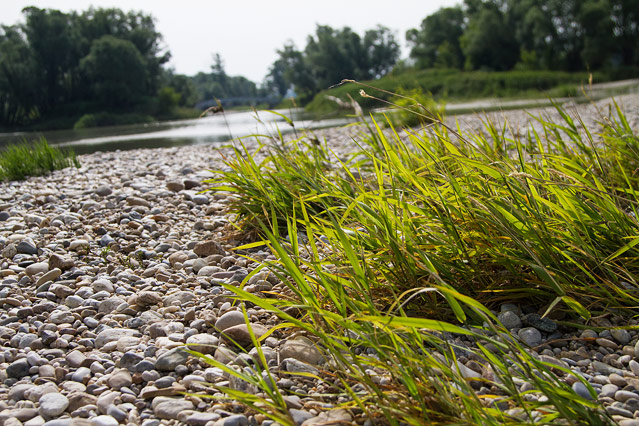 Nationalpark Donauauen bei Schönau an der Donau