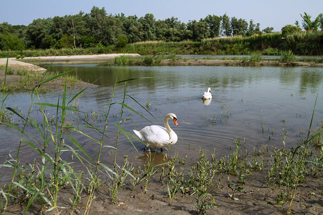 Nationalpark Donauauen bei Schönau an der Donau