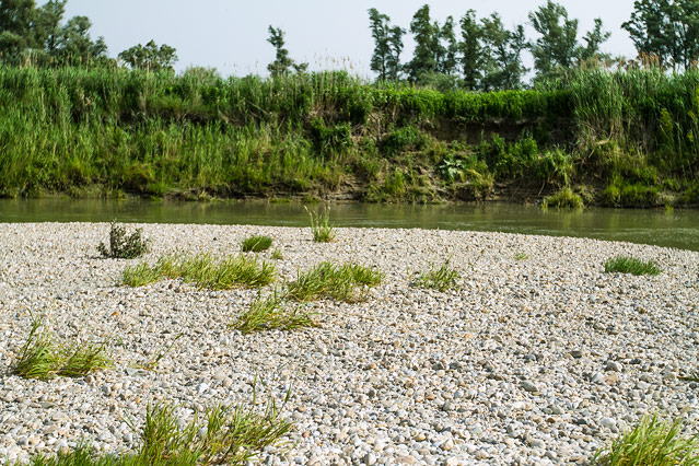 Nationalpark Donauauen bei Schönau an der Donau