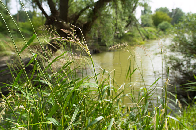 Nationalpark Donauauen bei Schönau an der Donau