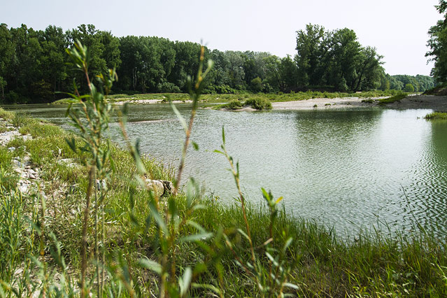 Nationalpark Donauauen bei Schönau an der Donau