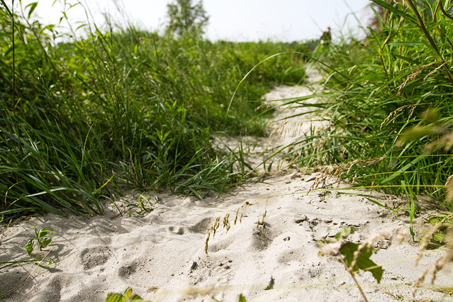 Nationalpark Donauauen bei Schönau an der Donau