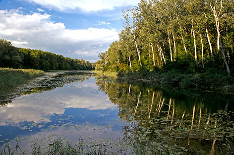 Ein Donau-Altarm im Nationalpark Donauauen