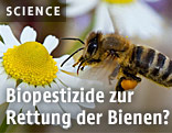 Biene
